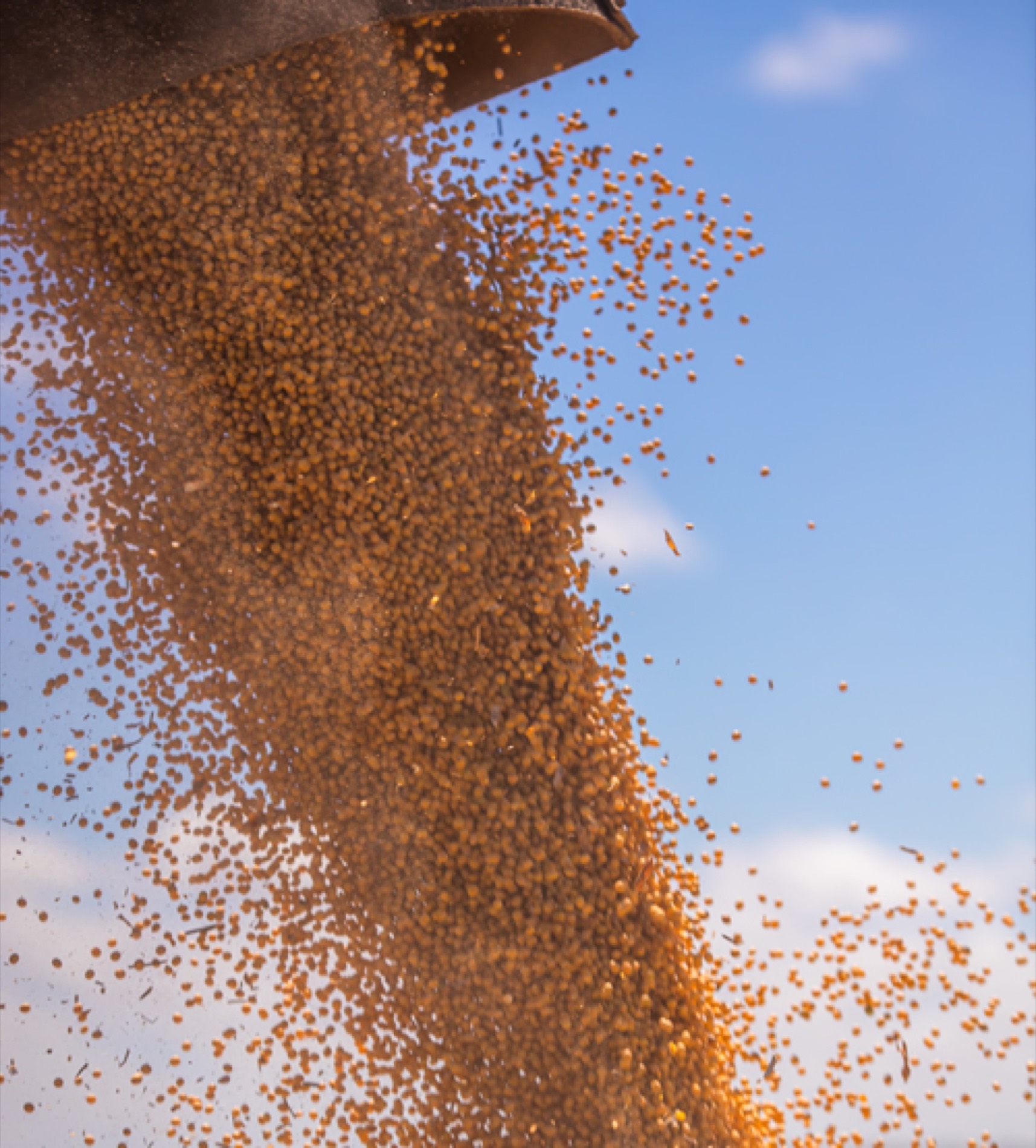 Campos da Agrícola Wehrmann